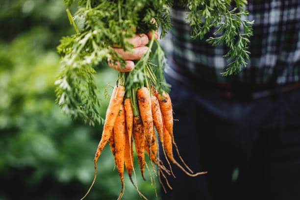cultiver carottes pas cher